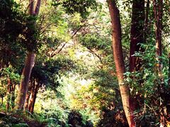 -番禺大夫山森林公园