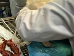 -暖阳宠物医院·犬猫康复中心·骨科
