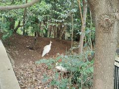 -合肥野生动物园