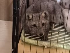 -宠颐生宠物医院·异宠猫科内科·诊疗中心宠巢店