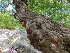 -青岛崂山太清宫