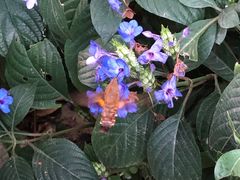 -深圳仙湖植物园