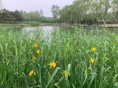 -大兴滨河森林公园