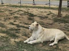 -秦皇岛野生动物园