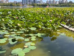 -莲花池公园