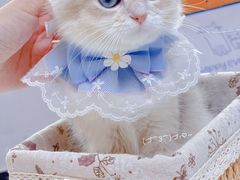 -lincat·猫舍(广州店)