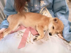 -浣熊柯尔鸭土拨鼠·电玩咖