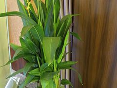 -纯泰泰式古法按摩SPA(丽景华庭店)