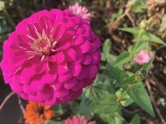 -田园东方蜜桃村的田野营地