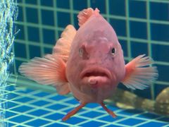 -至尊鲨鱼·原烹海鲜·新浙菜(拱宸桥店)