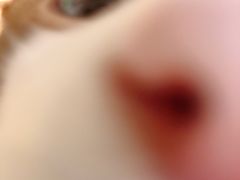 -喵屿·大理花园猫咖