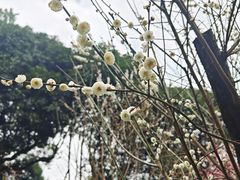 -南山植物园
