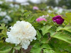 -洛阳市隋唐城遗址植物园