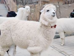 -栾川竹海野生动物园