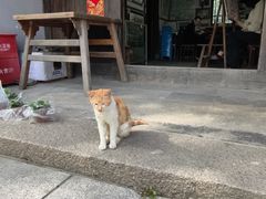 -金山农民画村-枫泾波兰倒置屋