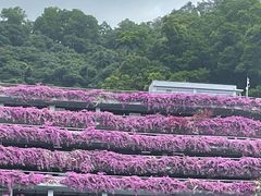 -深圳仙湖植物园