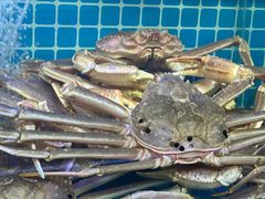 -震海贝烤贝·民俗特色店(延吉总店)