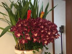 -新湖明珠城