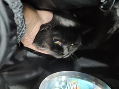 -美联众合动物医院(·中兽医·疑难杂症·严家桥分院)