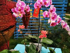 -石家庄市植物园