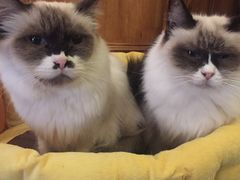 -猫色咖啡·猫咖