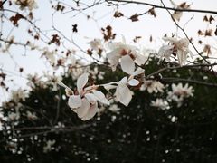 -长春观