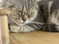 -平行世界·猫咖(首经贸店)