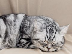 -怪兽屋·羊驼·猫咖·狗咖(俊华广场店)