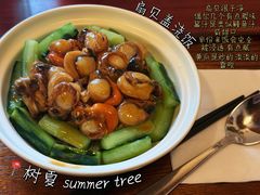 -树夏Tree Summer