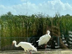 -盐城丹顶鹤湿地生态旅游区