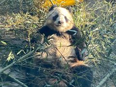 -辛玛王国游乐园