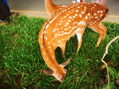 -西双版纳原始森林公园