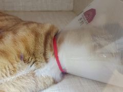 -美联众合动物医院·24h京西诊疗中心
