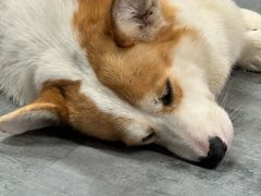 -汪说·狗咖(旺城大厦店)