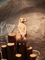 -Zoolung Zoolung动物主题公园(海信广场店)