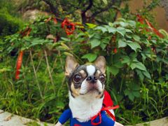 -超宠爱宠物摄影-Super pet