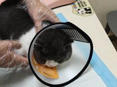 -全心全意连锁动物医院·微创中心·内科急重症·心脏专科(丰管路店)