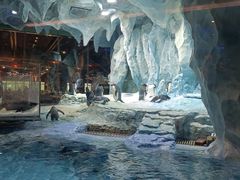 -帝企鹅自助餐厅•儿童岛•真企鹅(长隆企鹅酒店)