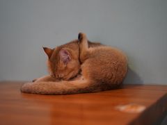 -猫小院猫主题餐厅(三里屯店)