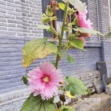 鲁史古镇