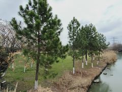 -九里河湿地公园