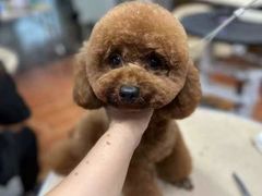 -鑫艺宠物美容培训学校