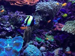 -西雅图水族馆