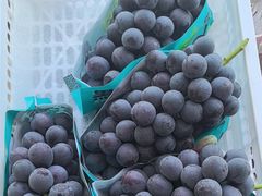 -马陆小张葡萄园农家乐