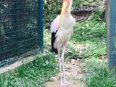 -吉隆坡雀鸟公园