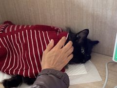 -北京观赏动物医院·24小时大型综合·猫专科·异宠专科