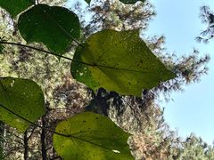 -铁山坪森林公园