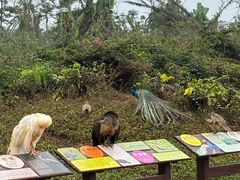 -海南热带野生动植物园