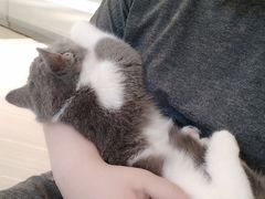 -momokira米努特·德文卷毛猫·棉花面纱犬