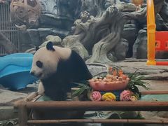 -武汉动物园